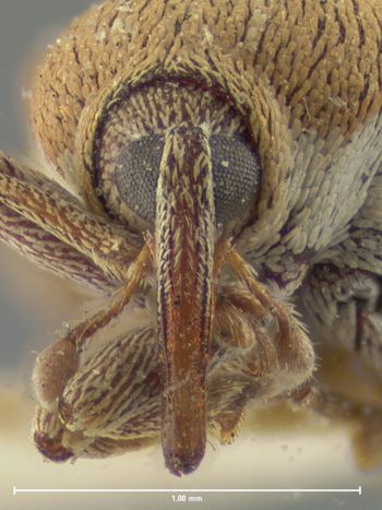 Media type: image;   Entomology 5350 Aspect: head frontal view